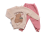 Pudra 