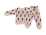 Bej